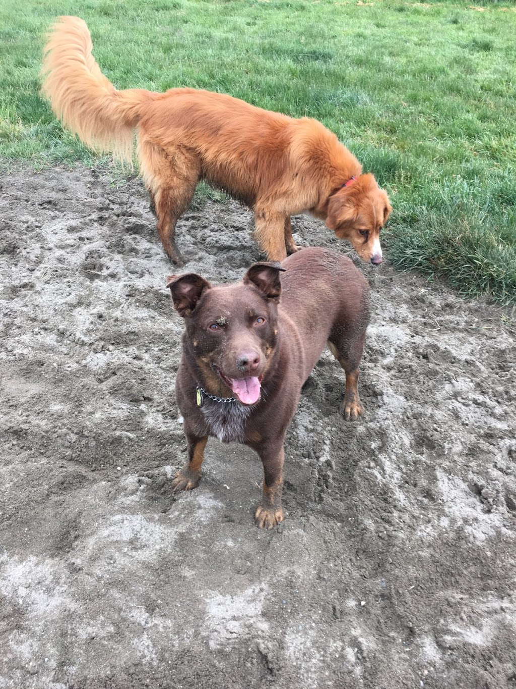 Serpentine Dog-Off-Leash Park | 12589 76 Ave, Surrey, BC V3W 2T7, Canada | Phone: (604) 591-4011