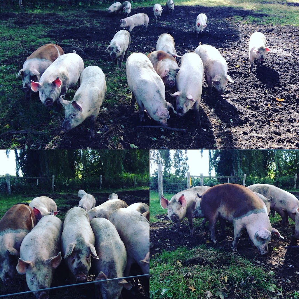 Clear Creek Farms | 14757 Cleeves Line, Highgate, ON N0P 1T0, Canada | Phone: (519) 784-6651