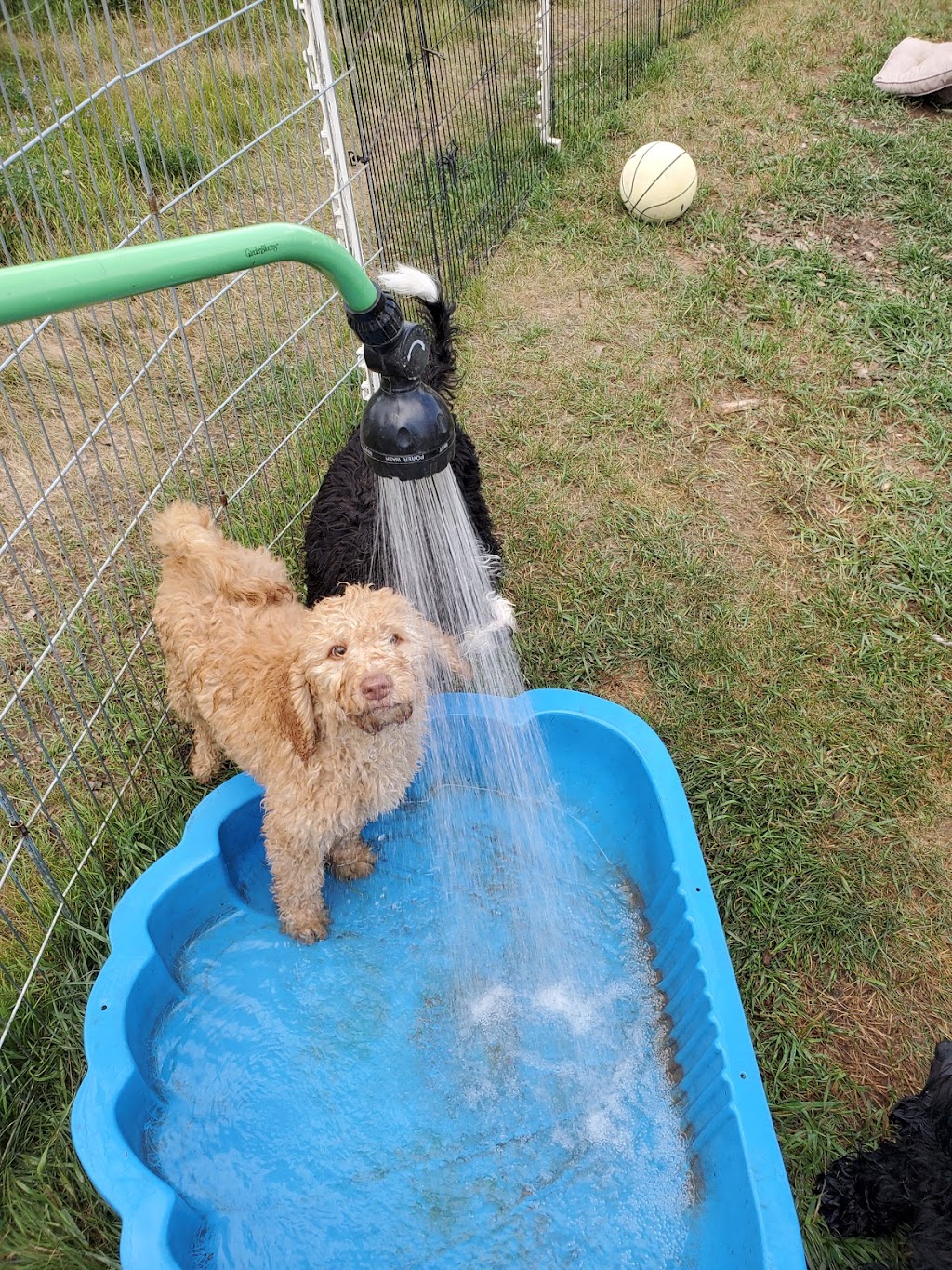 Living Prairie Kennels | J9QX+6C, Blackie, AB T0L 0J0, Canada | Phone: (403) 601-0355
