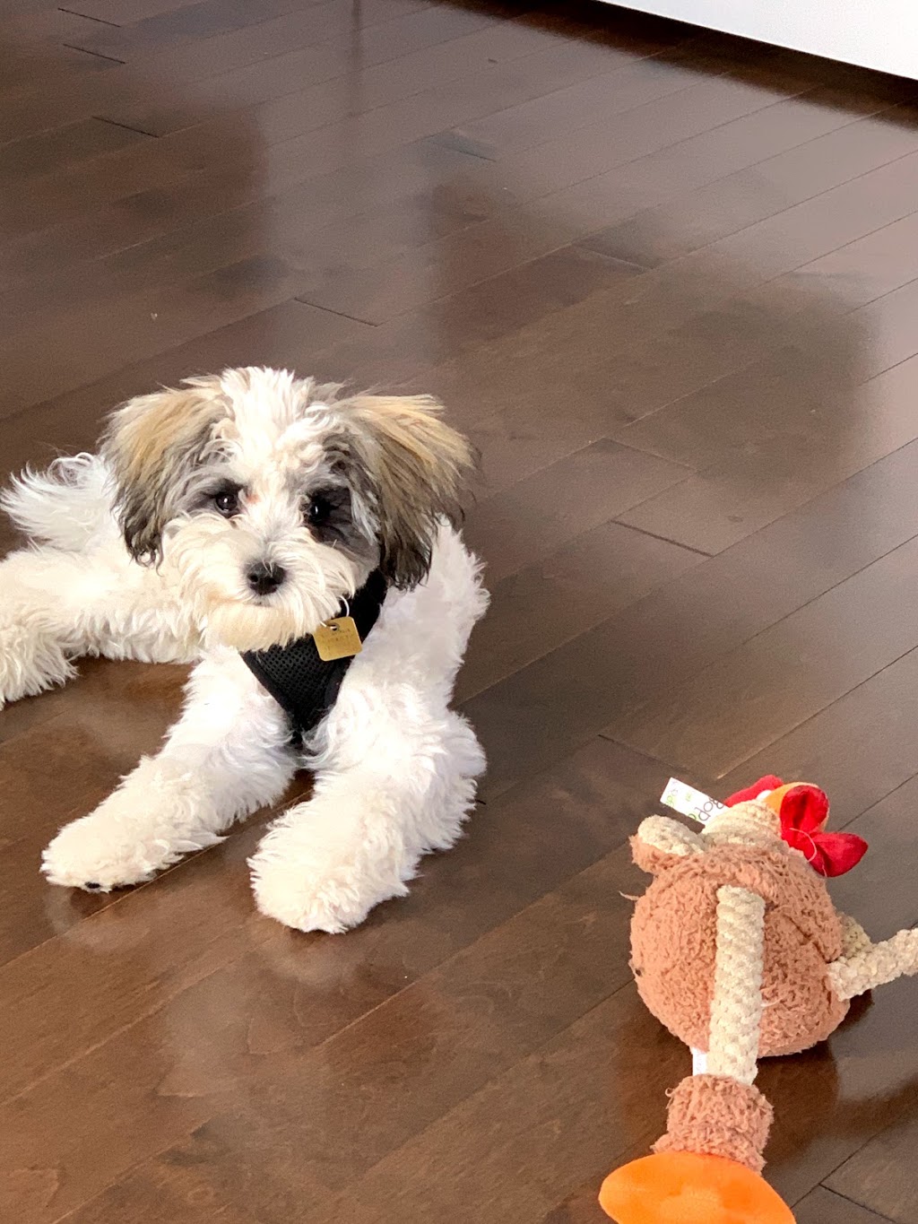 Joëlle Hamelin, intervenante en comportement canin | 119, boul. Sir-Wilfrid-Laurier (route 116), Saint-Basile-le-Grand, QC J3N 1A1, Canada | Phone: (514) 668-0950