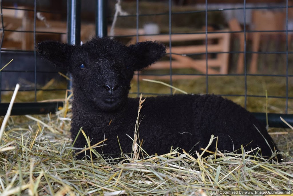 Disdero Ranch | 1235 Tappen Notch Hill Rd, Tappen, BC V0E 2X3, Canada | Phone: (604) 219-8601