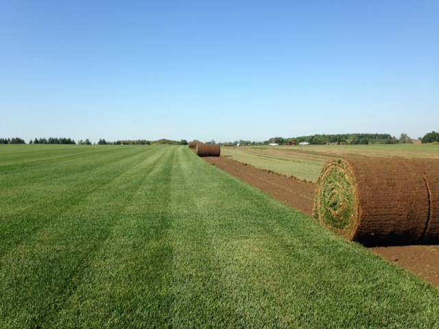 Vissers Sod Farm | 5495 Enfield Rd, Hampton, ON L0B 1J0, Canada | Phone: (905) 263-2126