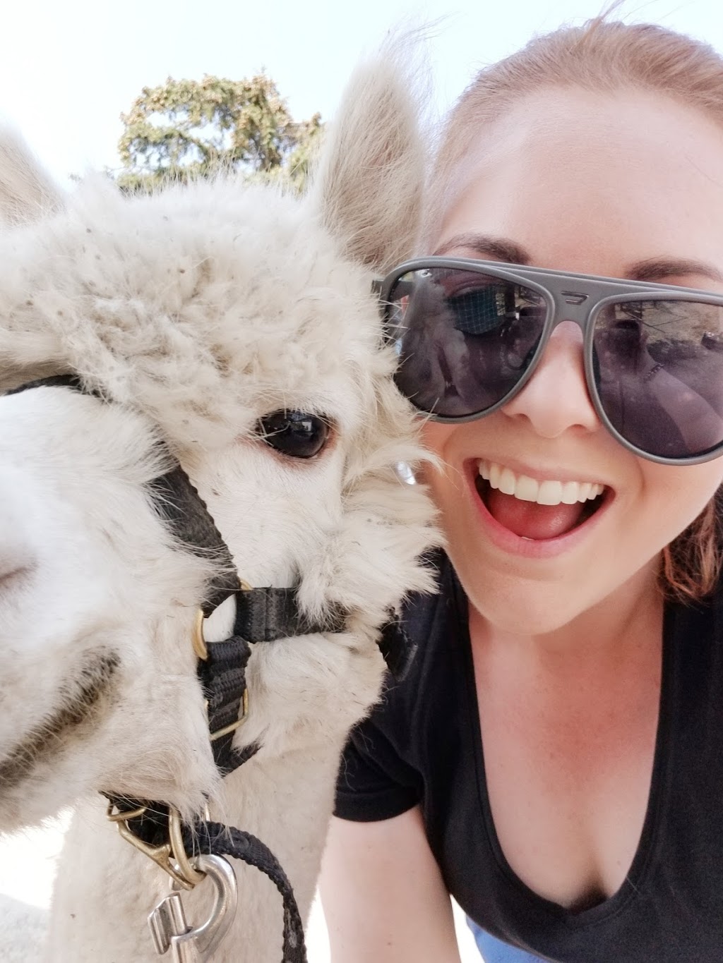 Camelot Haven Alpacas | Vernon, BC 1P9, 6841 Raven Rd, Vernon, BC V1H 1P9, Canada | Phone: (250) 549-2959