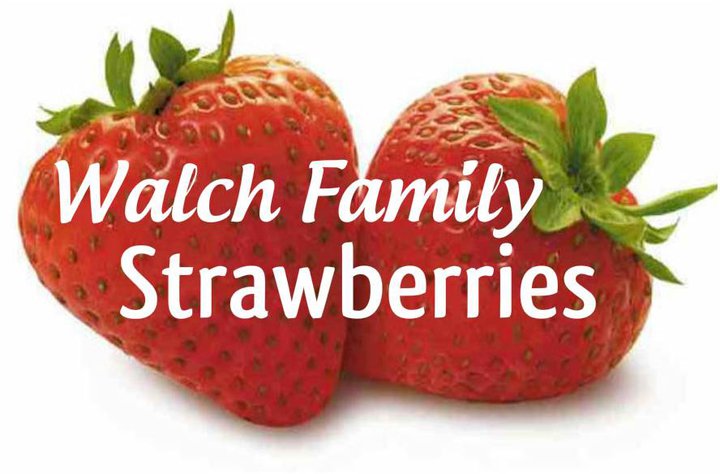 Walch Family Strawberries | 3557 Rd 119, Saint Pauls Station, ON N0K 1V0, Canada | Phone: (519) 272-1423