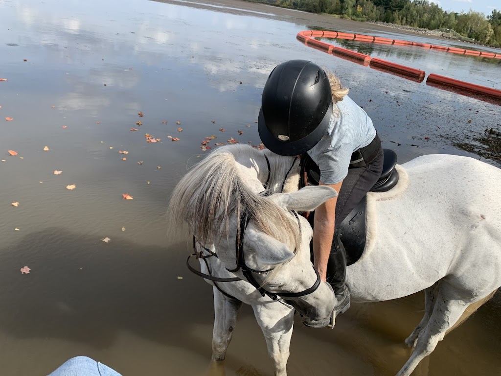 Bridlewood Equestrian | 8735 Milburough Town Line, Milton, ON L0P 1B0, Canada | Phone: (905) 407-0827