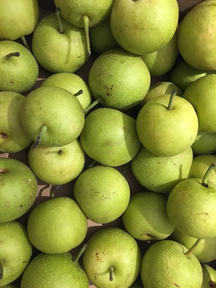 Fortunato Fruits | 4355 BC-97, Oliver, BC V0H 1T1, Canada | Phone: (250) 498-8291