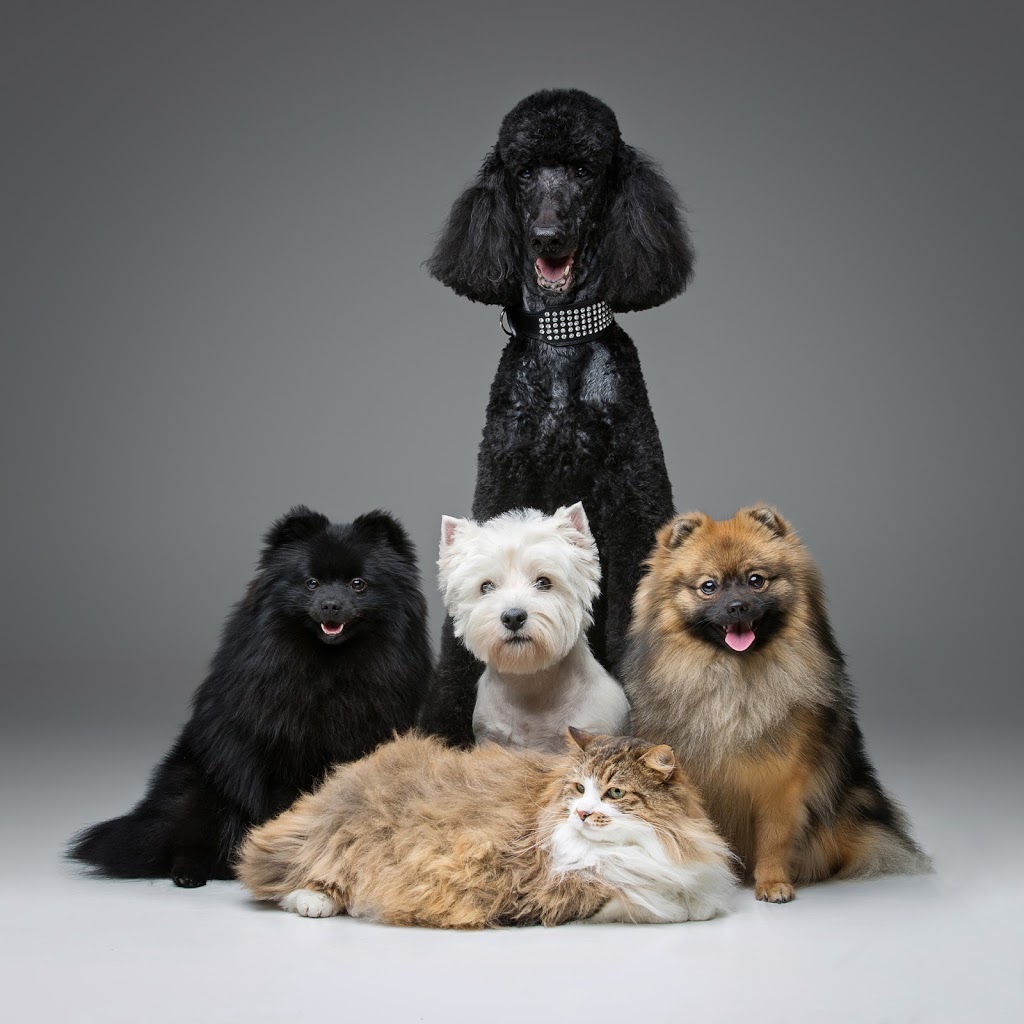 Island Veterinary Hospital | 10100 Westminster Hwy, Richmond, BC V6X 1B2, Canada | Phone: (604) 273-3158