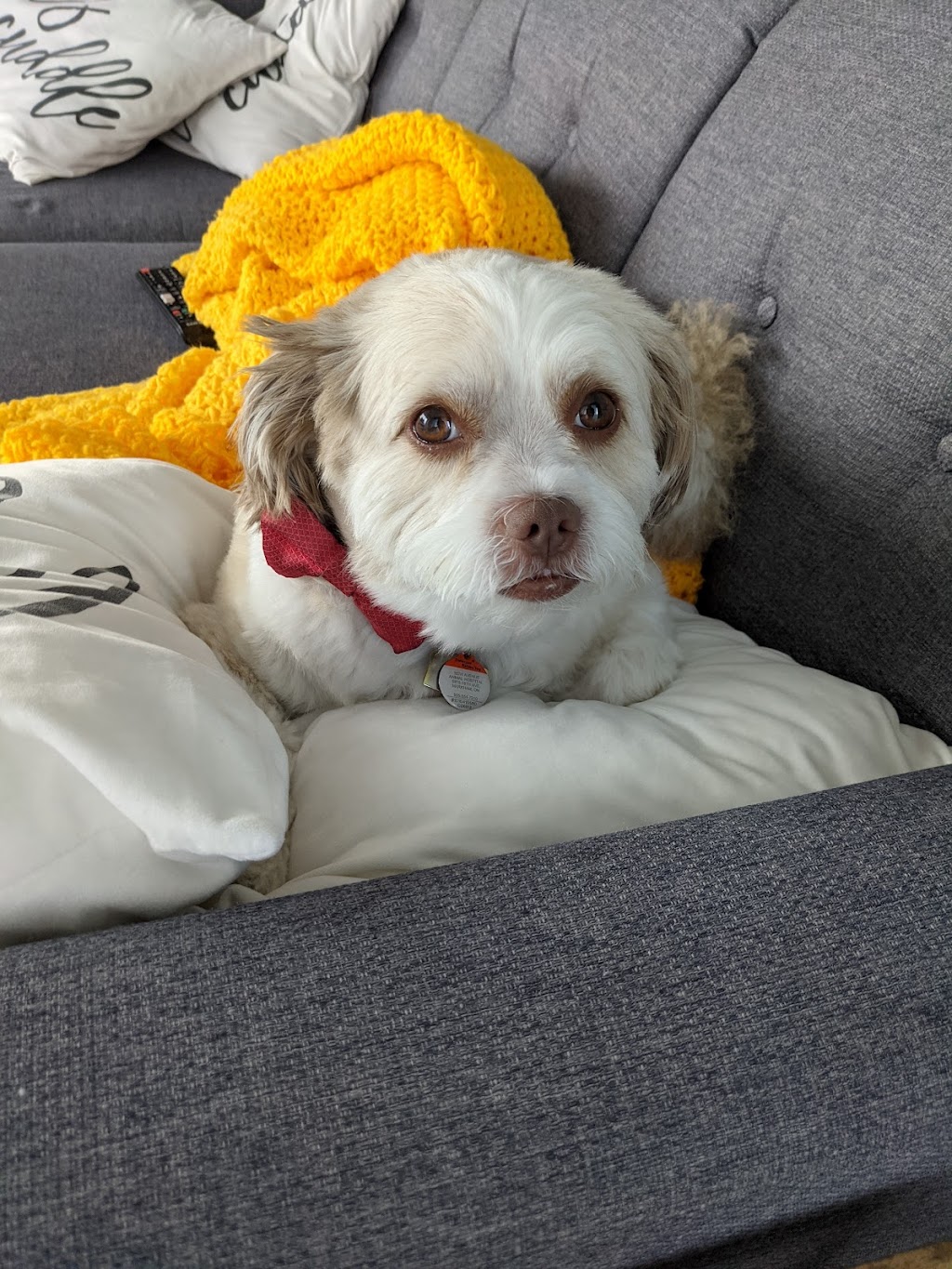 Fur-Style Dog Grooming | 5970 16th Ave #106, Markham, ON L3P 7R1, Canada | Phone: (905) 554-9258