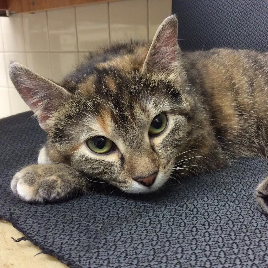 Pembina Veterinary Hospital | 400 Pembina Hwy, Winnipeg, MB R3L 2E7, Canada | Phone: (204) 452-9427