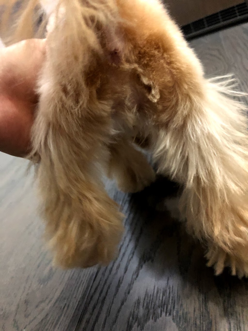 pawfect pet grooming 仙宠宠物美容 | 4933 Kersland Dr, Vancouver, BC V5Y 2M8, Canada | Phone: (778) 233-0266