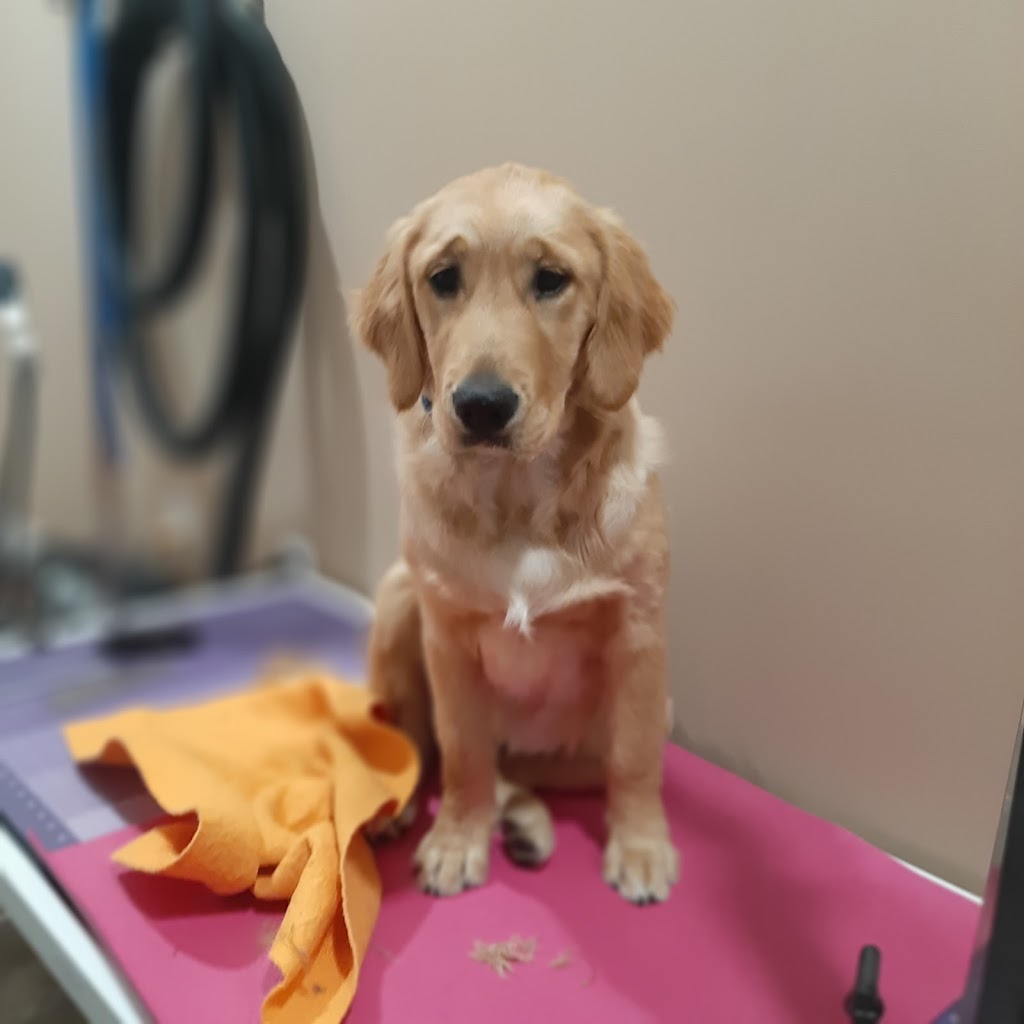 Loves Dogs - Grooming | 2073 High Country Rise, High River, AB T1V 0C9, Canada | Phone: (403) 336-2734