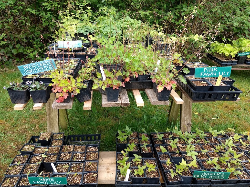 Streamside Native Plants | 7455 Island Hwy W, Bowser, BC V0R 1G0, Canada | Phone: (250) 757-9999