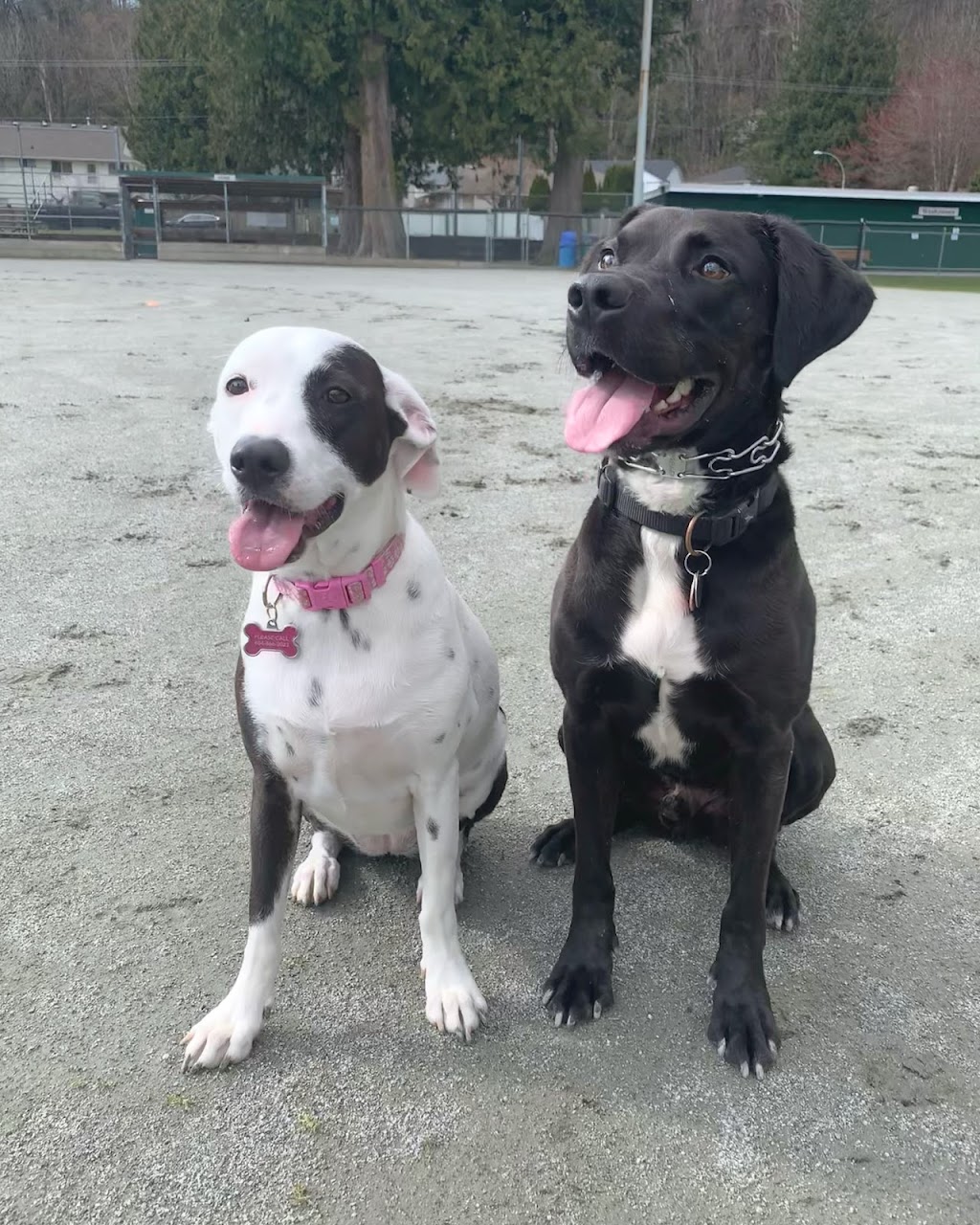 Underdog K9 Services | 6781 188 St, Surrey, BC V4N 0Z9, Canada | Phone: (604) 315-6652