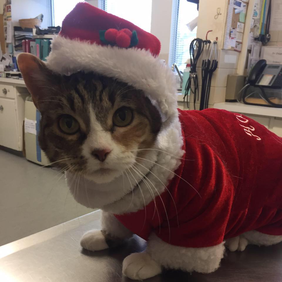 Winnipeg Animal Emergency Hospital | 400 Pembina Hwy, Winnipeg, MB R3L 2E7, Canada | Phone: (204) 452-9427