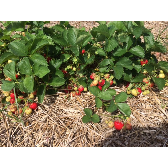 T&T Fruit & Vegetables | 58082 Juno Rd, Elma, MB R0E 0Z0, Canada | Phone: (204) 348-2976