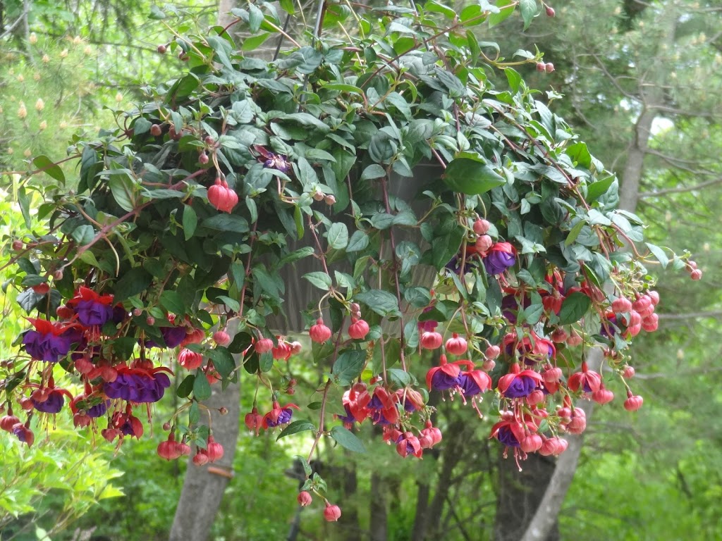 Little Mountain Farm | Sturgeon Rd, Rosser, MB R0C 3A0, Canada | Phone: (204) 632-8248