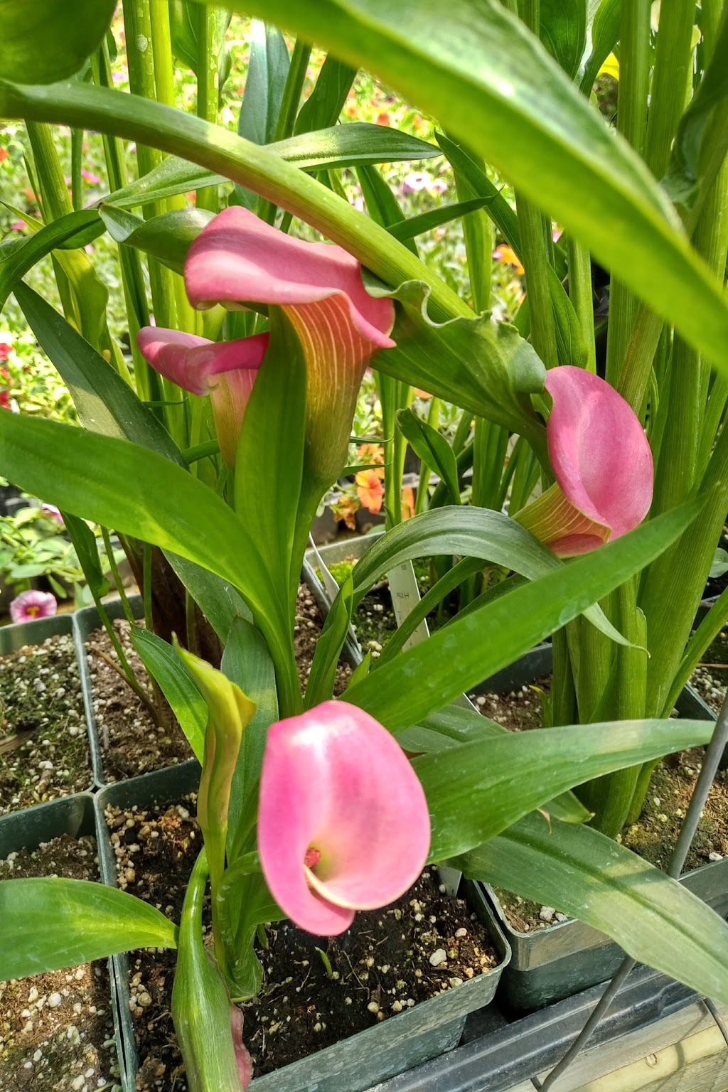 Interlake Garden Center | 287 Quarter Mile Road, 10353 #9 Highway, Winnipeg Beach, MB R0C 3G0, Canada | Phone: (204) 389-3200