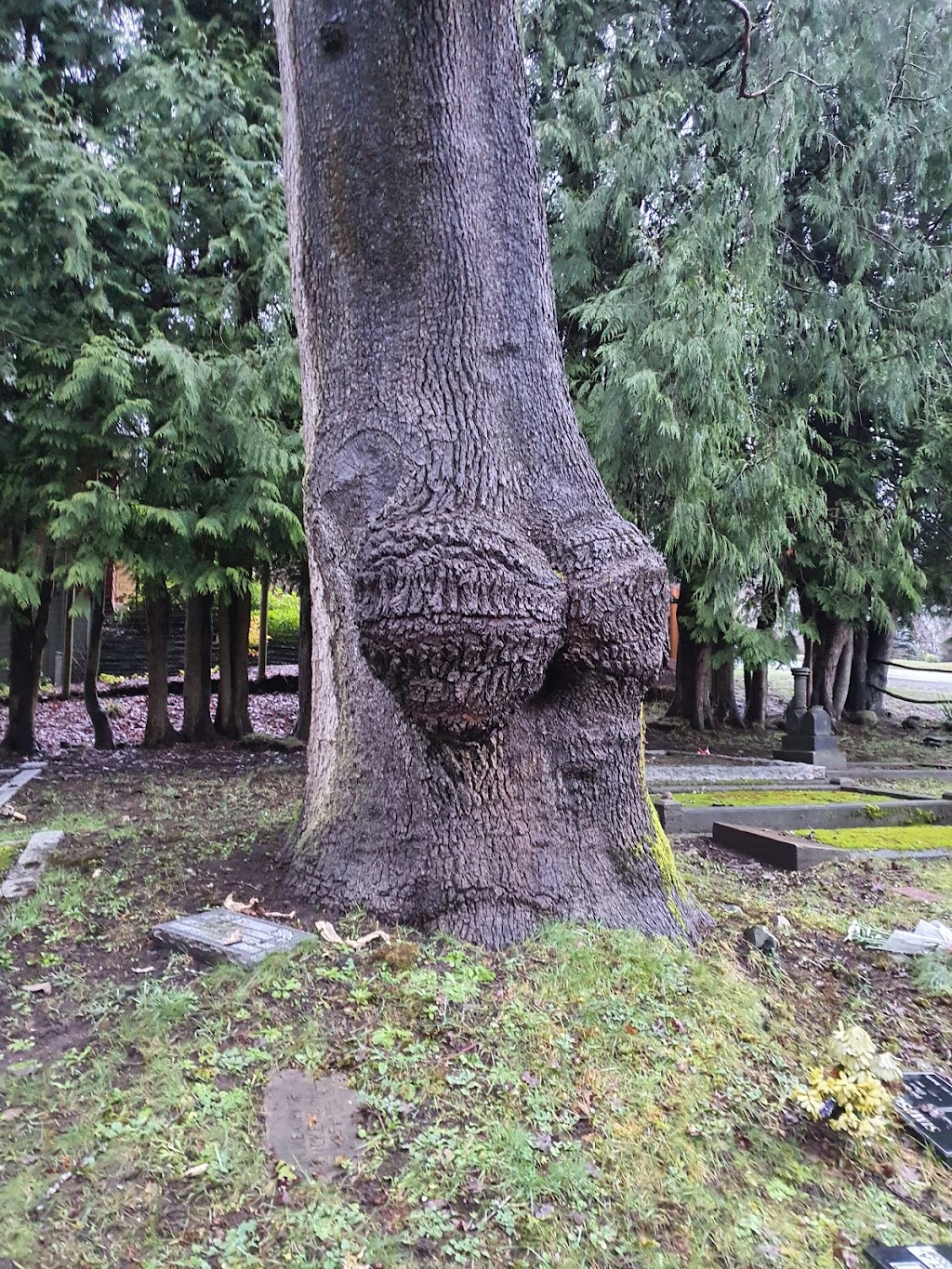 St. Andrews Cemetery | Courtenay, BC V9N 3S6, Canada | Phone: (250) 334-4331