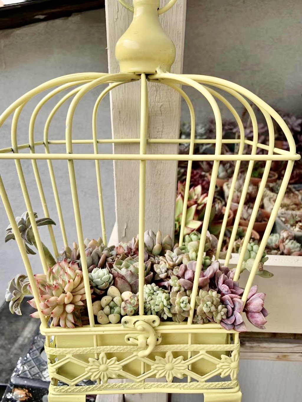 Lucky FLower Greenhouse 小确幸花房 | 4910 Elgin Mills Rd E, Markham, ON L6C 1L5, Canada | Phone: (416) 567-5500