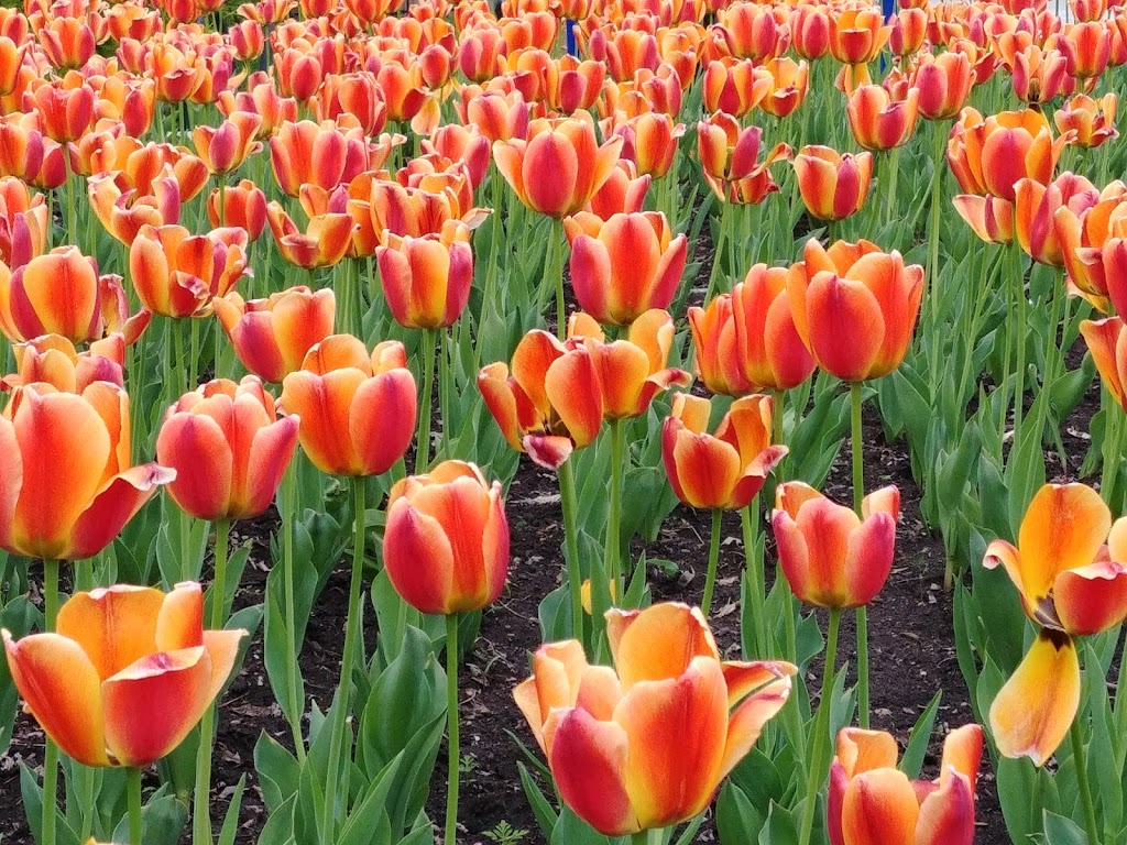 Brock Park | 450 Nelson Ave, Burlington, ON L7S 1N3, Canada | Phone: (905) 332-1996