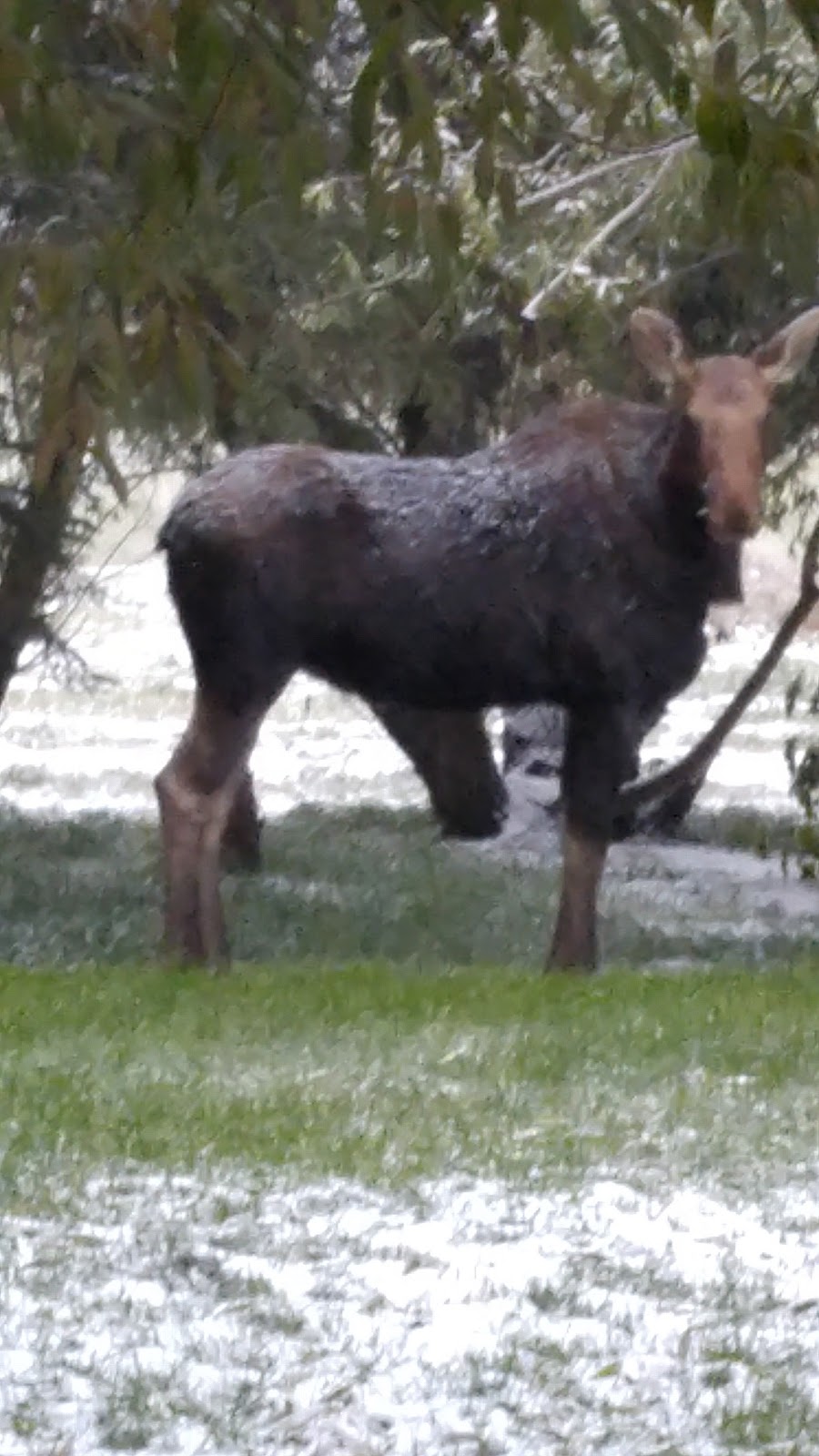 Didsbury Agricultural Grounds | Township Rd 314, Alberta T0M 0W0, Canada | Phone: (403) 335-4494