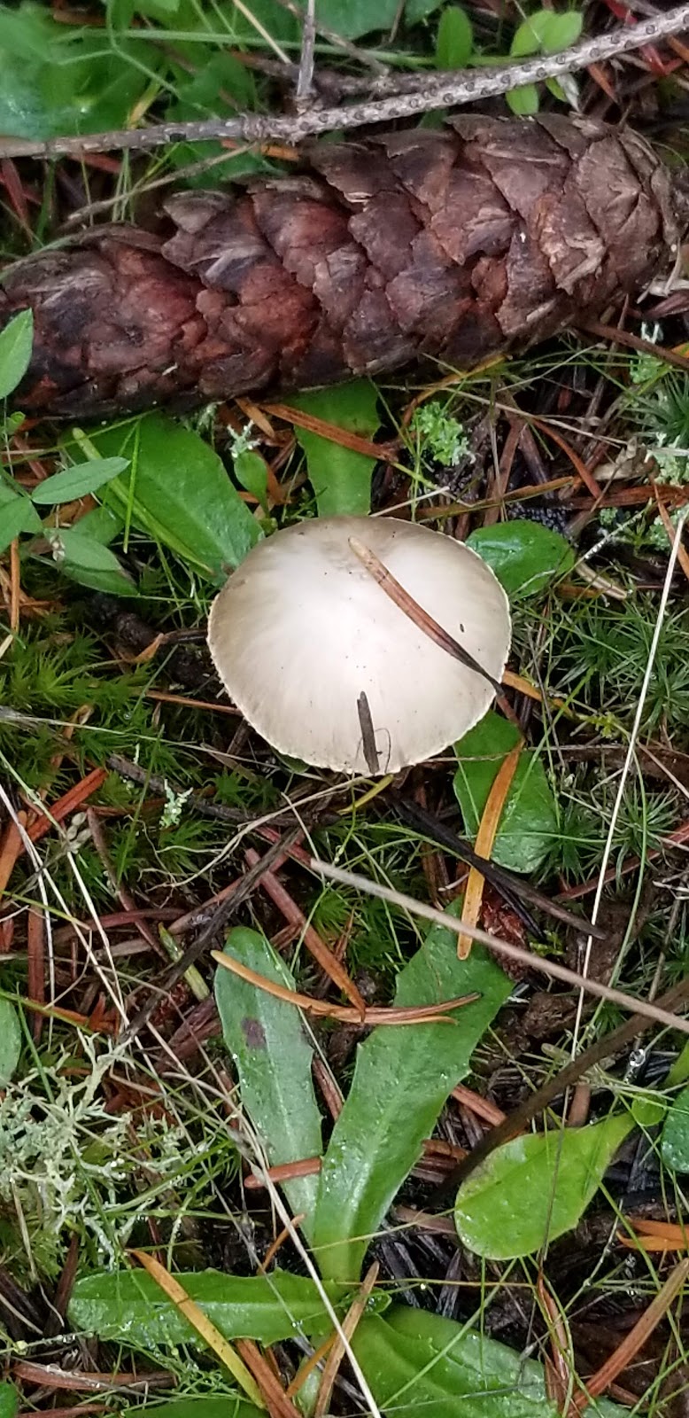 Jakles Beach Lagoon | Salish Sea, Friday Harbor, WA 98250, USA