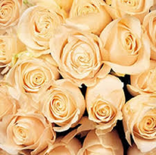 Le Chic Beautique Day Spa | 340 Blake Ave, Belle River, ON N0R 1A0, Canada | Phone: (519) 990-6141
