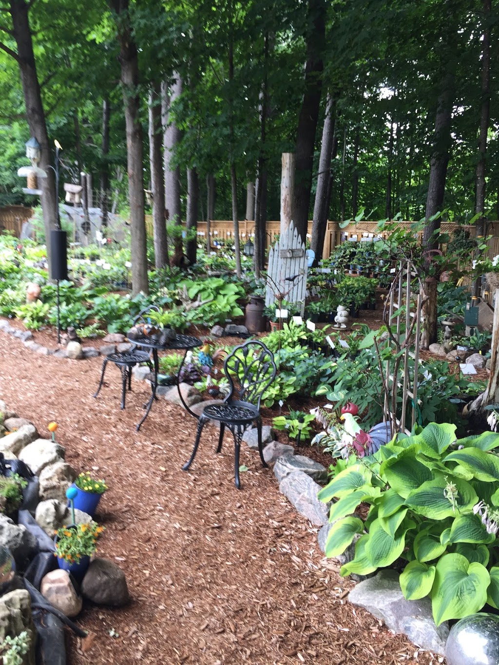 Hosta Fever | 38 Summerset Dr, Barrie, ON L4N 9L7, Canada | Phone: (705) 725-5771
