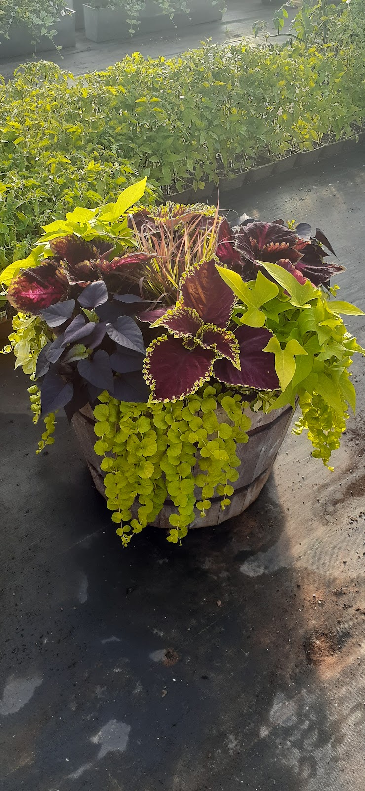 York Greenhouses & Garden Centre | 618 RTE 25, York, PE C0A 1P0, Canada | Phone: (902) 566-1503