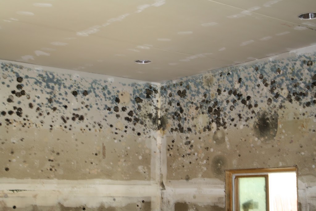 Mold stars | 351 Spinnaker Way, Concord, ON L4K 4N4, Canada | Phone: (877) 400-6653