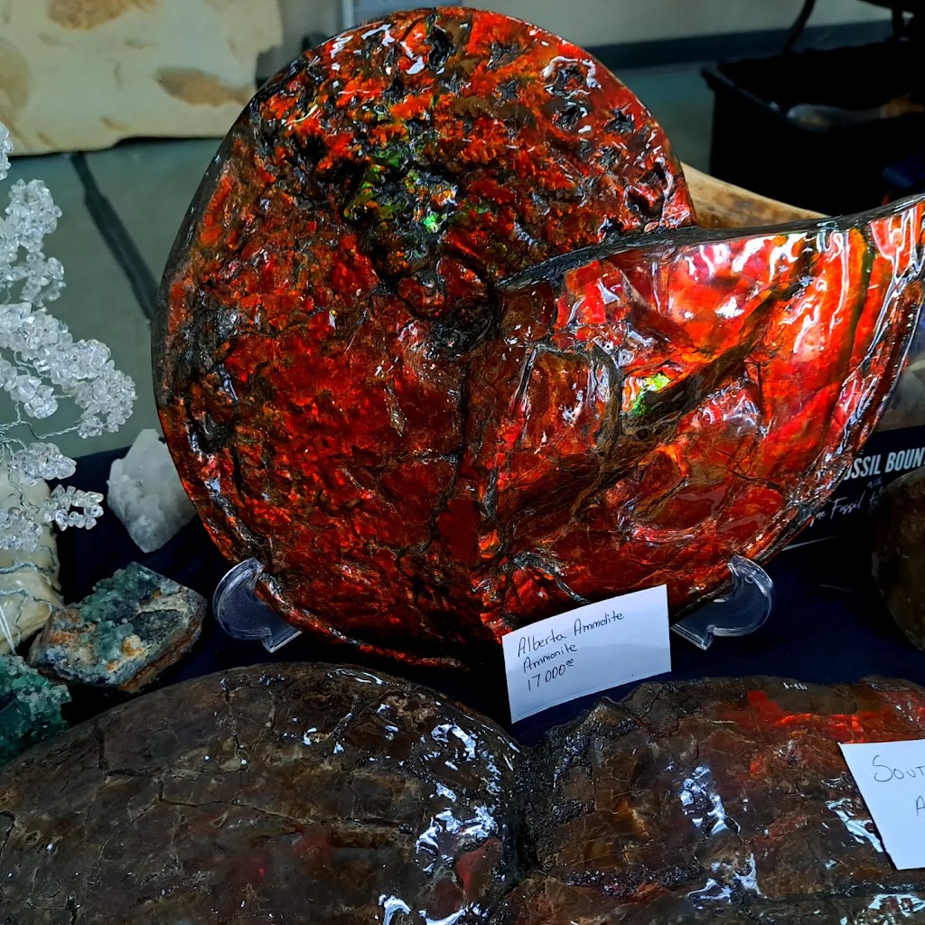 Dinosty Fossils | 138 Ryerson Rd W, Lethbridge, AB T1K 4P1, Canada | Phone: (250) 206-9536