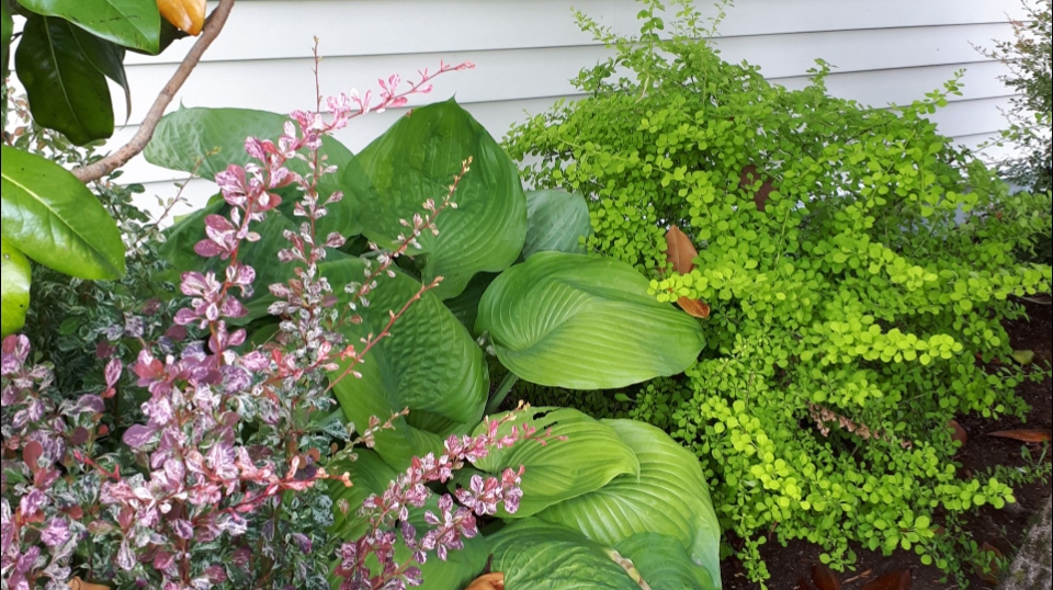 Emily Grace Garden Design | Victoria, BC V8Z, Canada | Phone: (250) 213-9319