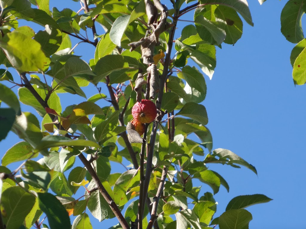 Log Cabin Orchard, closed until august 2021 | 6121 Cabin Rd, Osgoode, ON K0A 2W0, Canada | Phone: (613) 826-5081