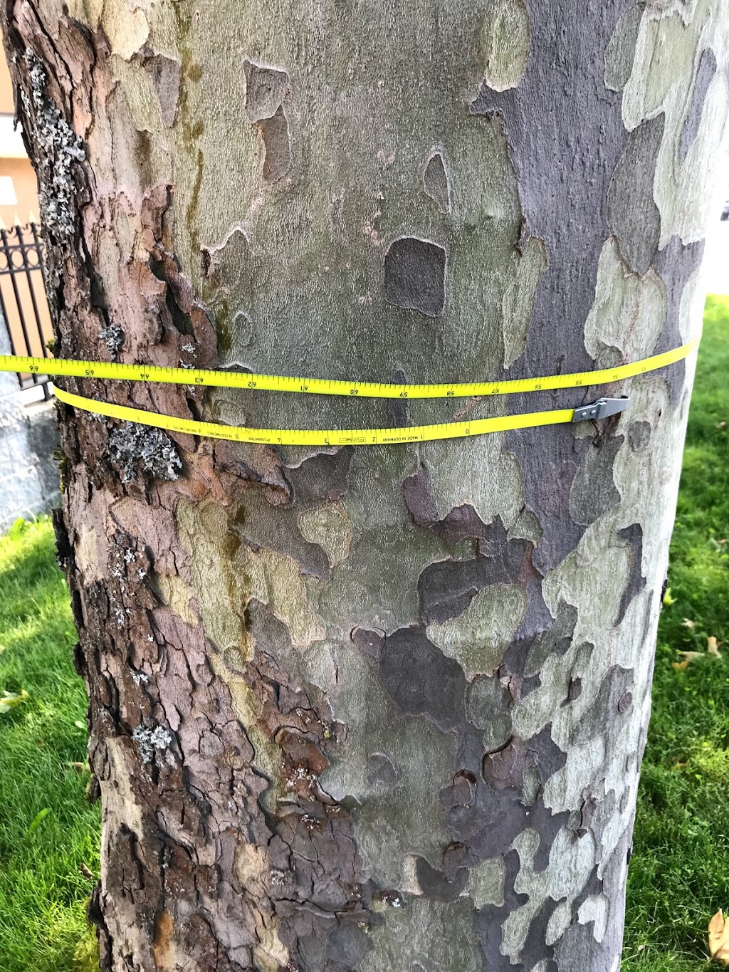 Alpine Tree Care | 3191 Pleasant St, Richmond, BC V7E 2P1, Canada | Phone: (604) 834-7586