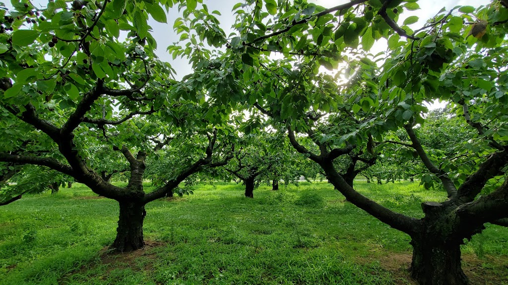 Cherry Avenue Farms | 4303 Cherry Ave, Vineland Station, ON L0R 2E0, Canada | Phone: (905) 562-5481