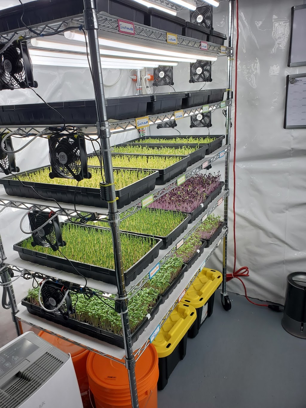 S&R Microgreens | 8 Base St, Angus, ON L0M 1B4, Canada | Phone: (705) 220-6224