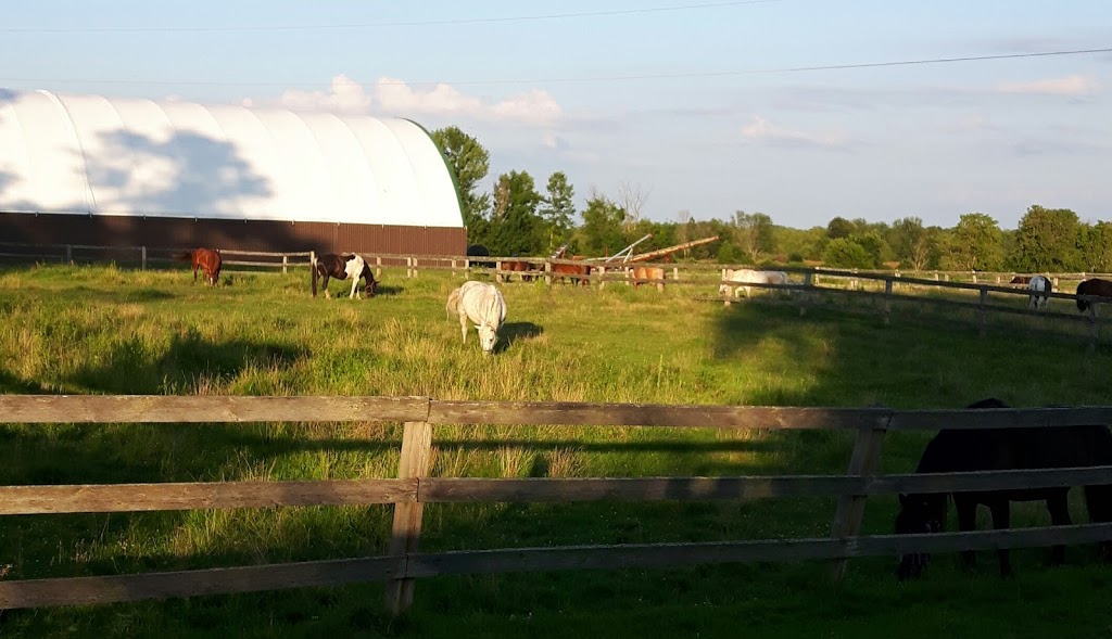Kuzenko Stables | 4507 Courtice Rd, Hampton, ON L0B 1J0, Canada | Phone: (905) 447-3212