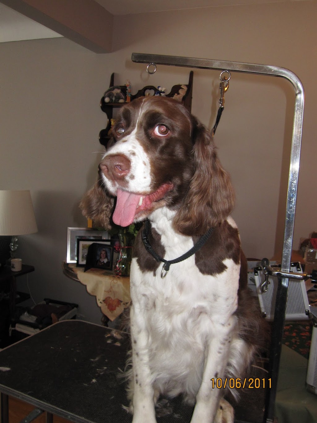 STRESS FREE DOG GROOMING IN MY HOME | 3270 Evadere Ave, Ridgeway, ON L0S 1N0, Canada | Phone: (905) 894-9363