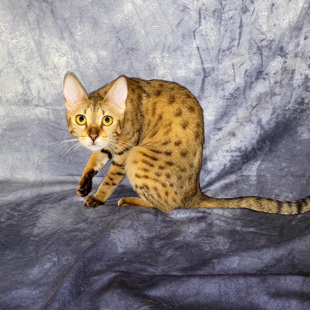 Exotik Cats | 274 Rte Ross, Saint-Patrice-de-Beaurivage, QC G0S 1B0, Canada | Phone: (581) 991-8511