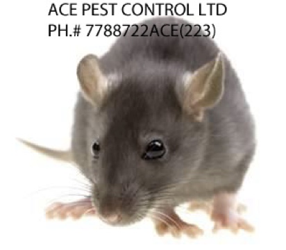 Ace Pest Control Ltd. Abbotsford Chilliwack Mission | 35737 Zanatta Pl, Abbotsford, BC V3G 0B4, Canada | Phone: (778) 872-2223