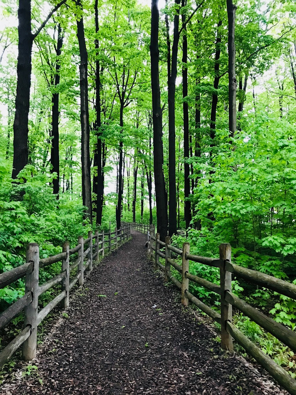 Frank Faubert Wood Lot | 185 Borough Dr, Scarborough, ON M1P, Canada
