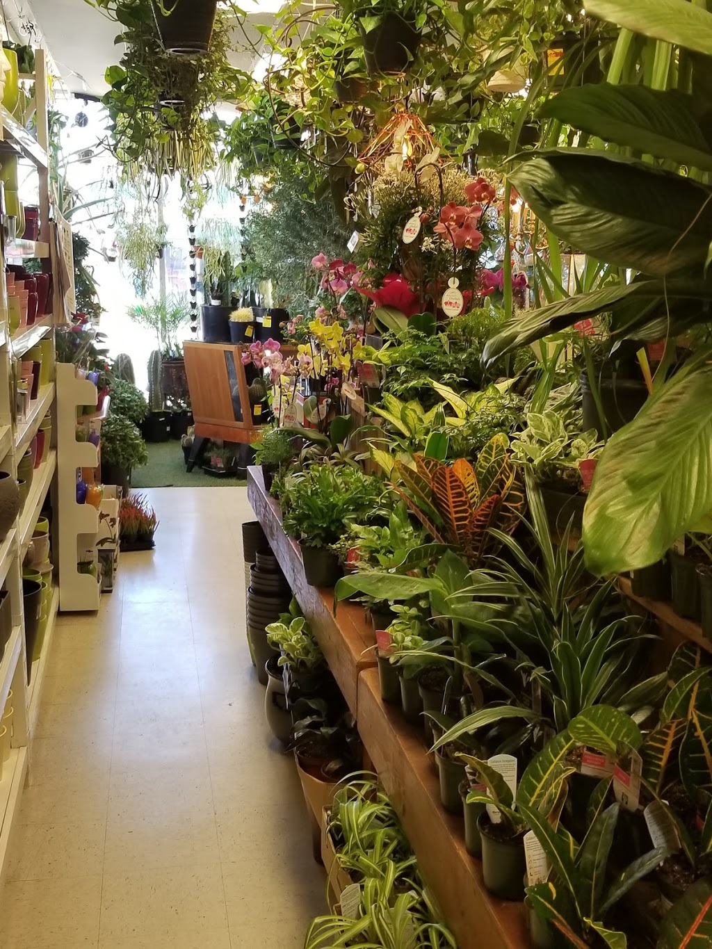 Trendybucks | 4101 Main St, Vancouver, BC V5V 3P6, Canada | Phone: (604) 568-6360