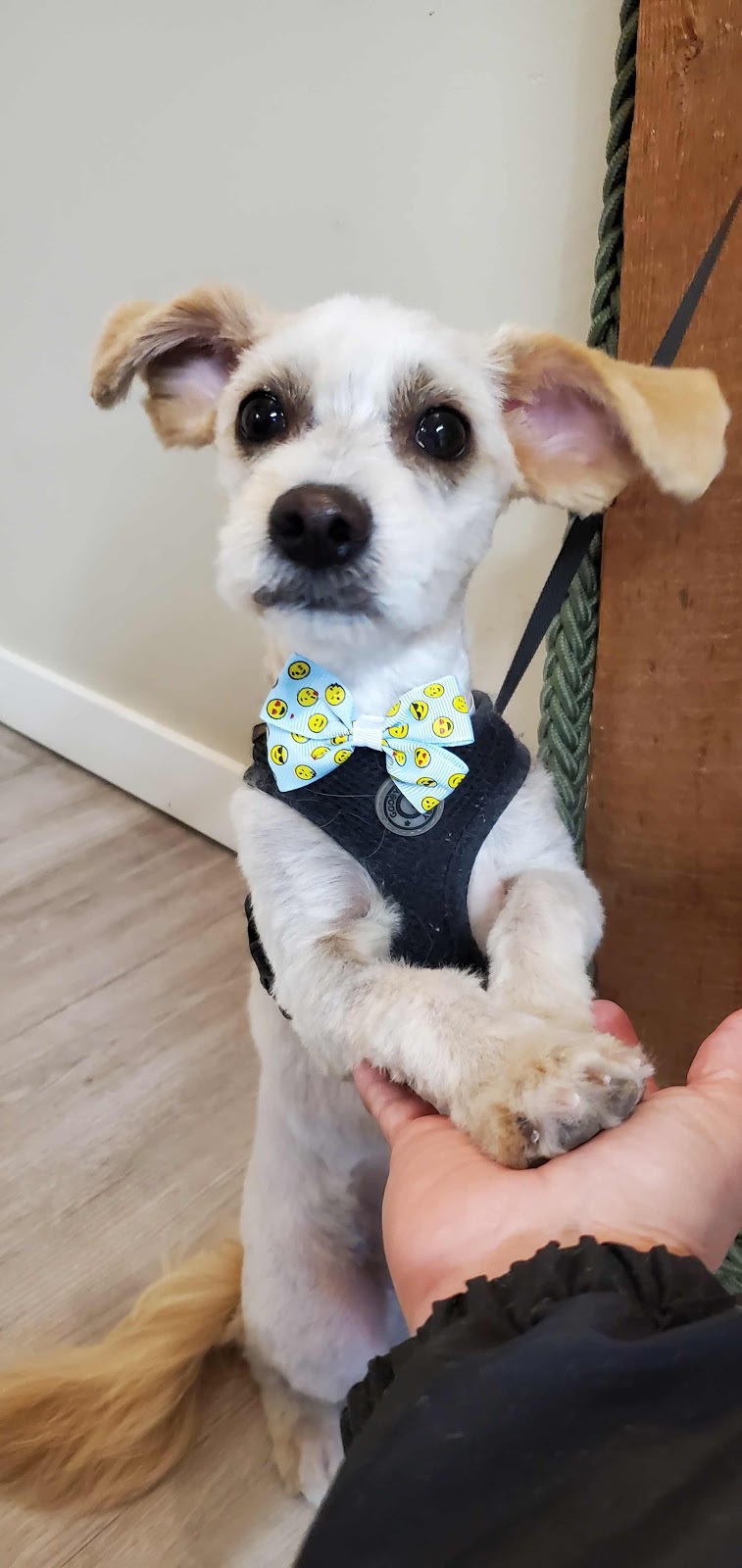 Country Suds Dog Grooming | 1520 Washington St, Greenwood, BC V0H 1J0, Canada | Phone: (236) 353-0010