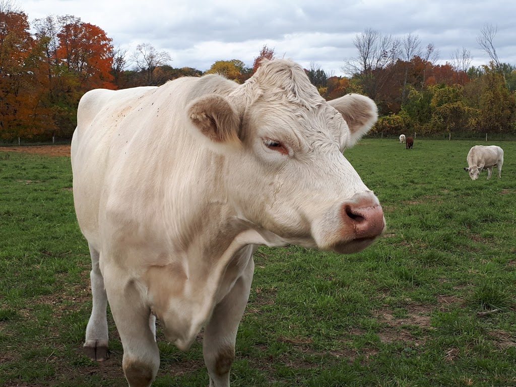 Wishing Well Sanctuary | 2710 Line 10, Bradford, ON L3Z 2A5, Canada | Phone: (905) 775-9179