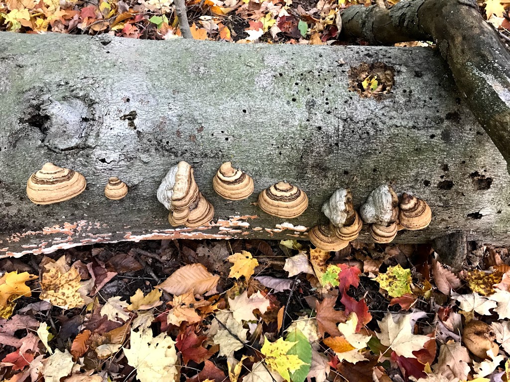 Steckle Woods | Kitchener, ON N2C 2G2, Canada