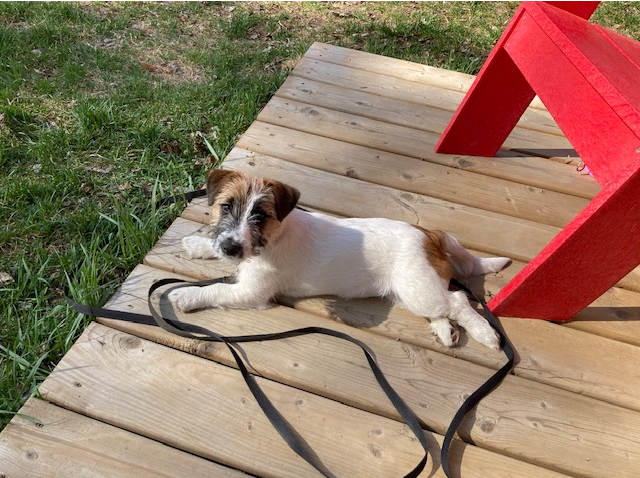 Valentina Jack Russell Terrier | 982 QC-317, Thurso, QC J0X 3B0, Canada | Phone: (819) 983-6665