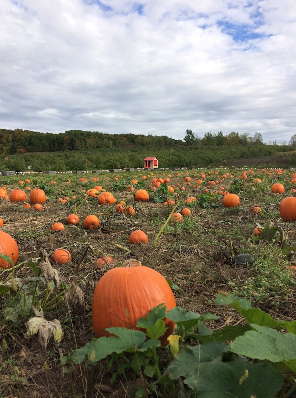 Labonté de la Pomme Verger & Miellerie | 405 Rang de lAnnonciation, Oka, QC J0N 1E0, Canada | Phone: (450) 479-1111