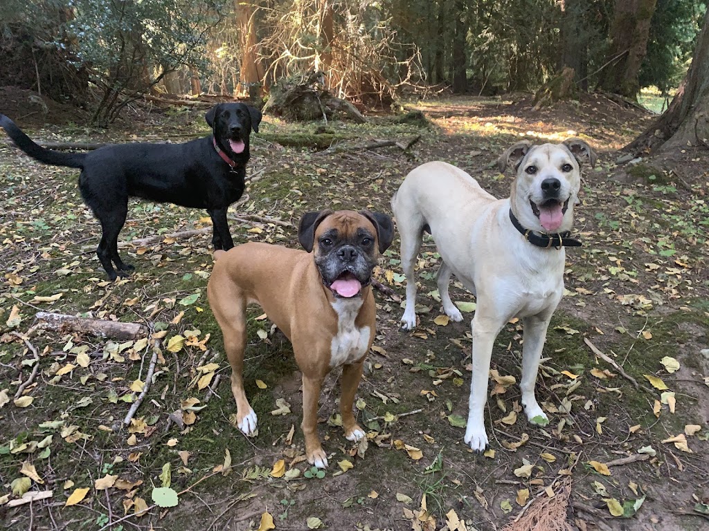 Just Like Home Pet Care | W Saanich Rd, Victoria, BC V9E 2G1, Canada | Phone: (250) 634-1404