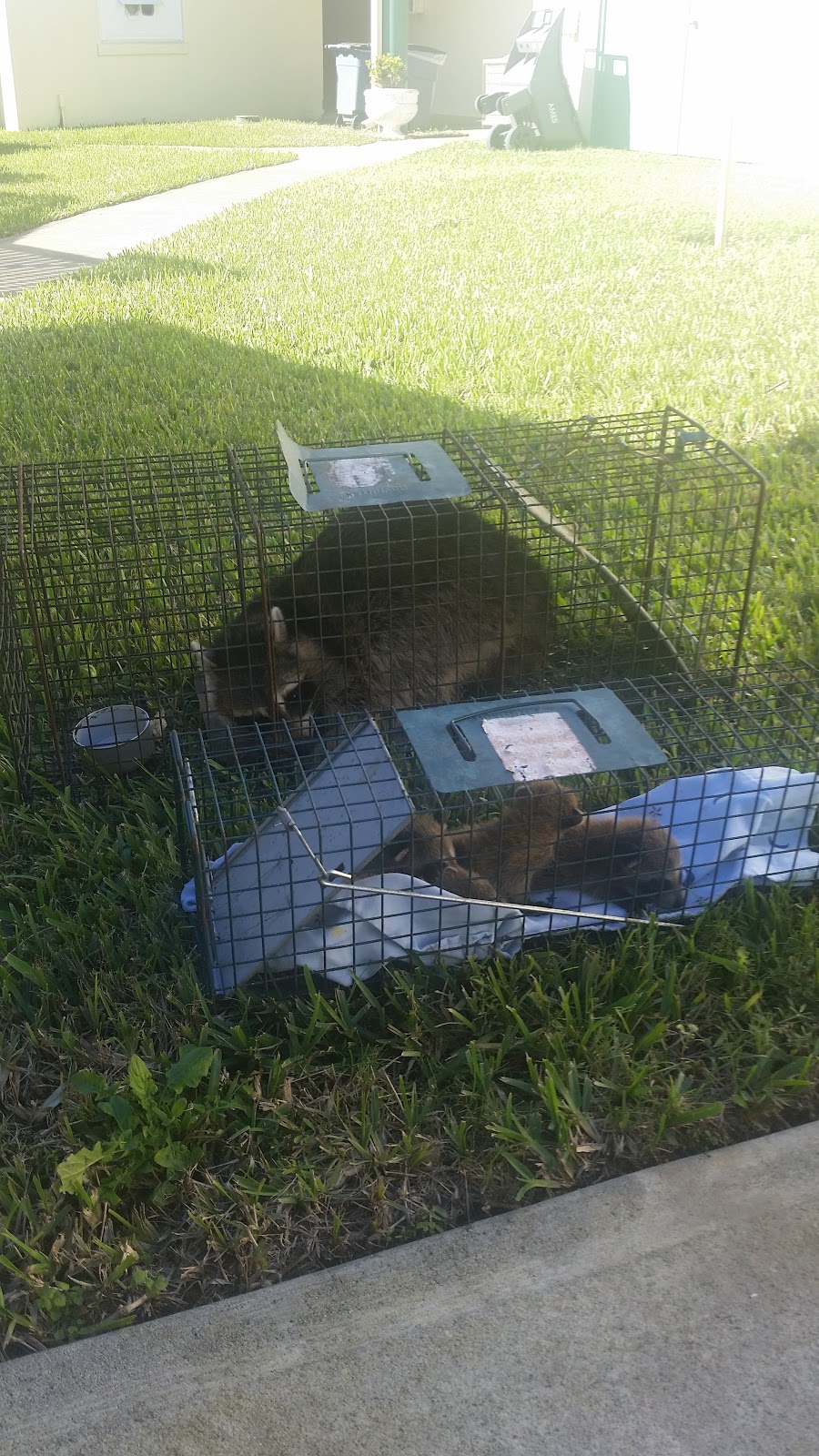 24/7 Wildlife Removal Toronto | 46 Rivercove Dr, Toronto, ON M9B 4Y9, Canada | Phone: (647) 362-9180