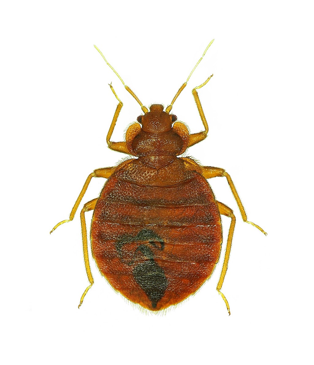 Bug Buggers Pest Control | 600 Central Ave, Saskatoon, SK S7N 2G4, Canada | Phone: (306) 850-4418